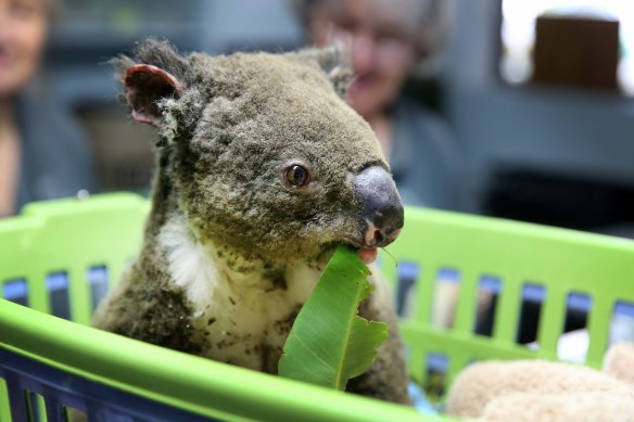 A koala named Paul from Lake Innes Nature Reserve being treated for burns at the Port Macquarie Koala Hospital.