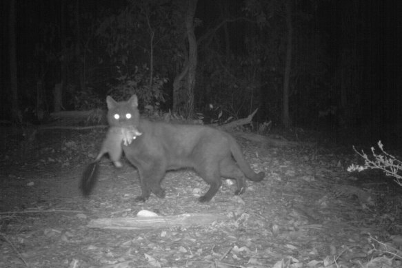 Felixer, the grooming trap, works to control feral cats