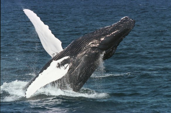 Humpback whales have been removed from the threatened species list. 