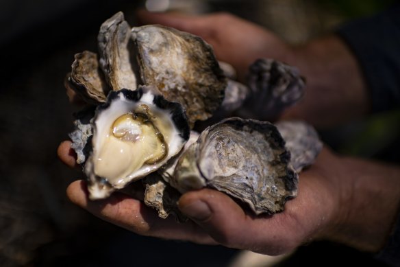 Rock oysters in Port Stephens have been wiped out by the QX disease.