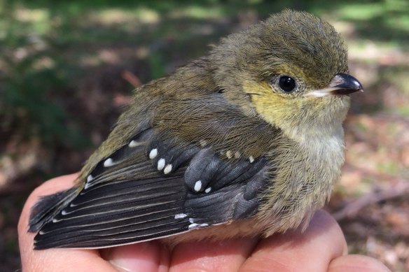 The 40-spotted pardalote are unique in using their stubby beaks to “farm” manna - the sugary secretion from white gum eucalyptus trees. 