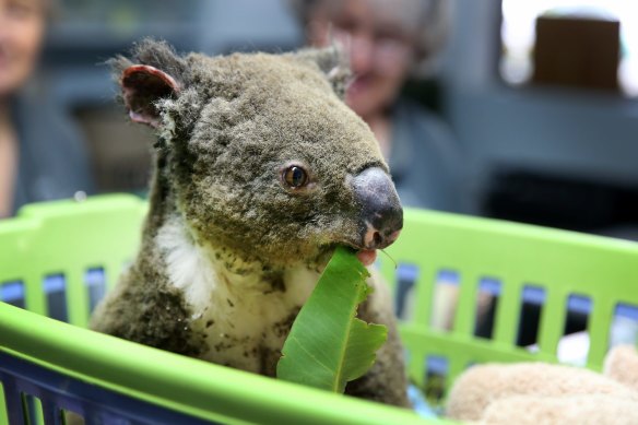 A koala named Paul being treated for burns at the Port Macquarie Koala Hospital in 2019.