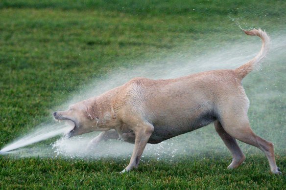 A labrador cools off on a hot summer day. Dogs don’t sweat so they have difficulty regulating their temperature when the mercury rises.