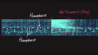 Models can pick up whale sounds against a background of other ocean noises, such as rain on the sea-surface or ships.
