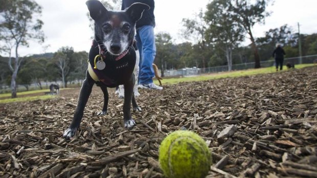 The council said they conducted patrols at the city’s dog parks to enforce responsible ownership practices.