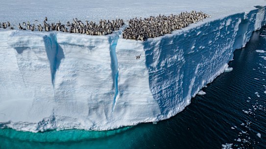 Emperor penguin chicks jumping off the ice shelf edge for their first swim, Atka Bay, Antarctica