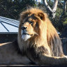 Lion escape investigation to focus on fence failure, Taronga Zoo says