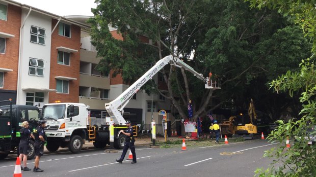 One of Teneriffe's Moreton Bay fig trees was getting cut down by Brisbane City Council. 