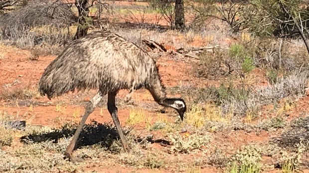 An emu outside Charleville in outback Queensland.