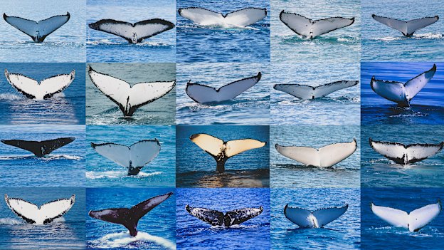 The patterns on a tail, known as a fluke, are unique to each whale. Trish Franklin can identify every individual humpback whale that comes to Hervey Bay. 