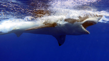 A white shark image, published in the shark attacks myth busting book.