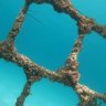 The barrier will protect swimmers while not impacting other creatures.