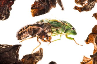 Cyclochila australasiae, more commonly known as the greengrocer cicada, sheds its nymph exoskeleton. 