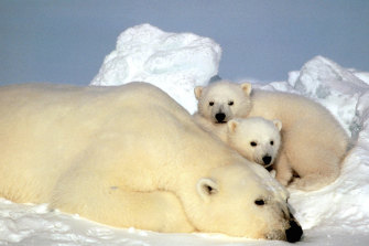 Polar bears are considered among the world’s most resilient animals. 