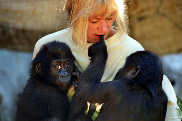 Jumatano and Ganyeka celebrating their first birthday at Melbourne Zoo with Weiher in 2001.