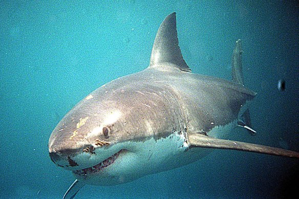 smh.com.au - Caitlin Fitzsimmons - 'Tear gas for sharks': Non-lethal barriers proposed for Australian beaches