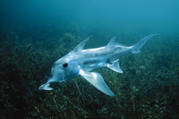 An elephant fish in Victoria’s Westernport Bay. The animal is among those at risk as waters warm and northern species move in.