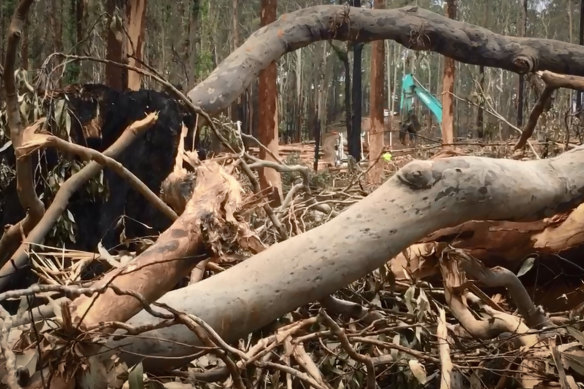 Logging in the fire-damaged South Brooman State Forest.