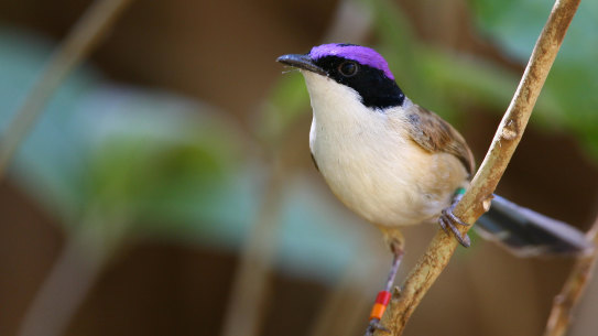 A purple-crowned fairy wren. 