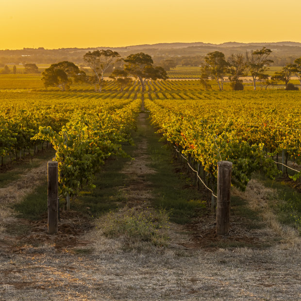 Yalumba champions the traditional Aussie cab-shiraz blend.