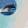 Seven false killer whales stranded near Bremer Bay, WA.