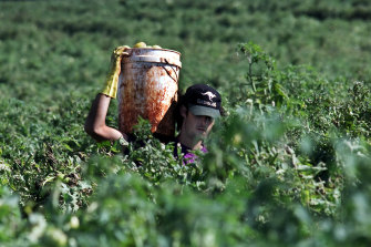 Backpackers are an important part of the seasonal workforce for many Australian farmers.