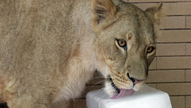 Animals in Lahore Zoo in Pakistan were given ice to help them cool off as temperatures reached 44 degrees or warmer last week.