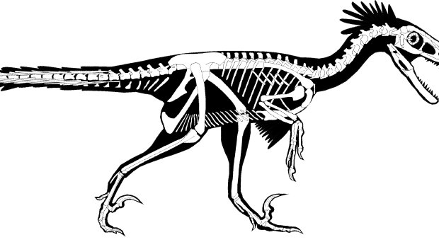 Researchers believe the dinosaur had a long, flexible tail and strong arms and hands. 