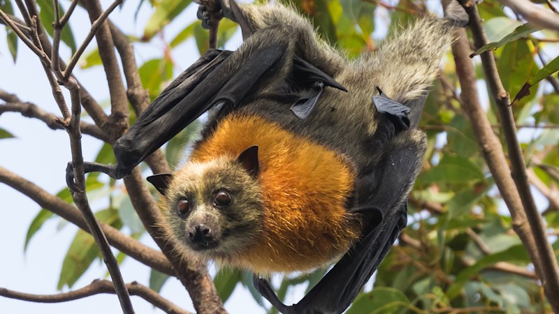 Starving bats prompt warning to steer clear of colonies
