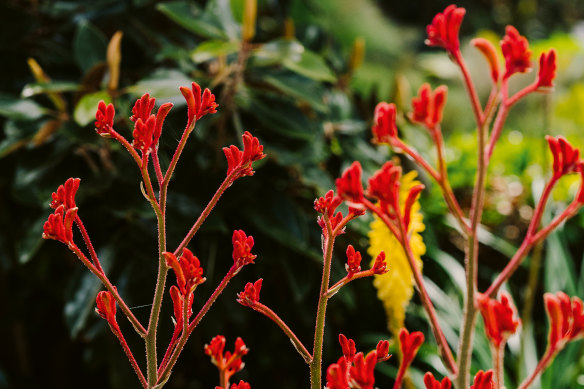 Kangaroo Paws are resilient once established