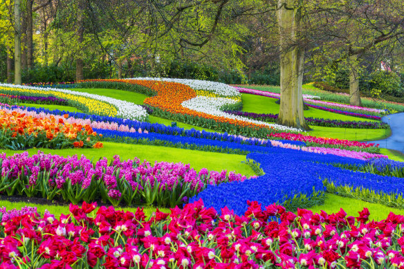 库肯霍夫花园里数以百万计的郁金香竞相开放，色彩鲜艳。