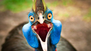 The cassowary makes a guttural rumble which is among the lowest frequency call of any bird.