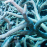 Climate pressure mounts on Australia as world’s coral dies off