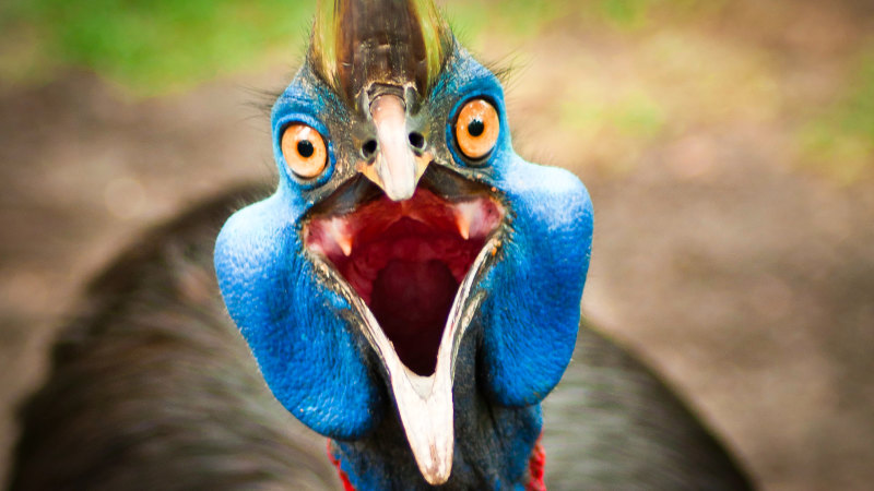 Cassowary mystery cracked: Nature gifts giant bird an inbuilt 'airconditioner'
