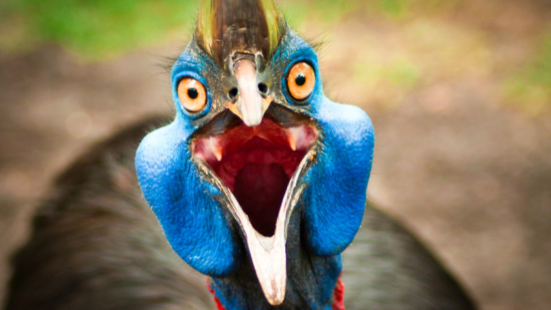 Small Business Banking >> Cassowary mystery cracked: Nature gifts giant bird an inbuilt 'airconditioner' Small Business Banking >> Cassowary mystery cracked: Nature gifts giant bird an inbuilt 'airconditioner'