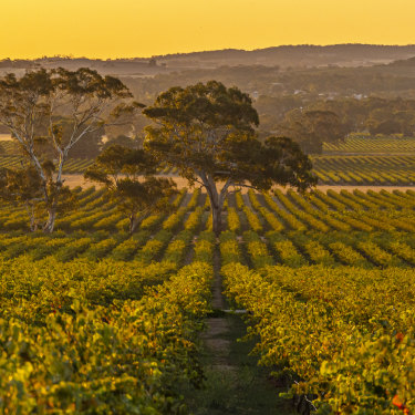 Yalumba in the Barossa Valley, South Australia.