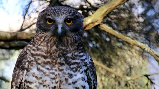 Powerful owls are one of few apex predators that still live, in small numbers, in urban Melbourne. 
This one is holding a dead brushtail possum.