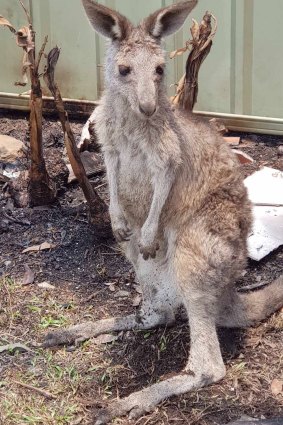 This eastern grey kangaroo, found near Batemans Bay, had to be euthanised because of its burnt feet.