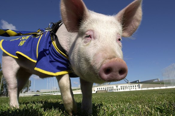 Ahern’s beloved Edgar Alan Pig at Parliament House in 2003.