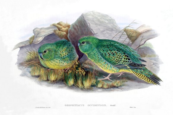 An 1867 illustration of the night parrot by English ornithologist John Gould. 