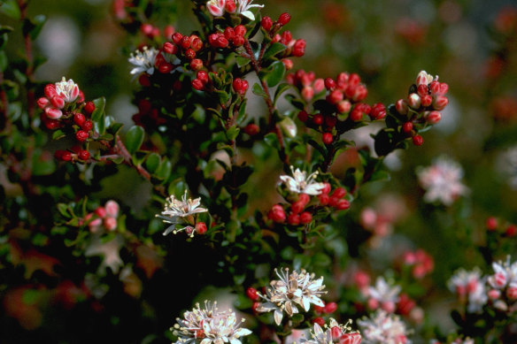 One of the five very rare plants targeted: shiny phebalium