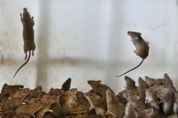 A mice plague has been devastating for parts of inland NSW.