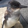 No one told rare penguin rescued far from home the border is shut