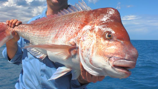 Demersal fish like snapper are a prized catch for recreational anglers.