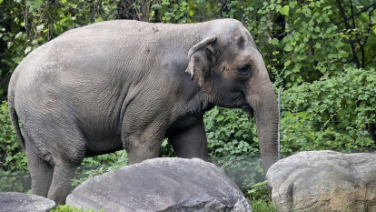 Is Happy the elephant legally a person? A court will decide