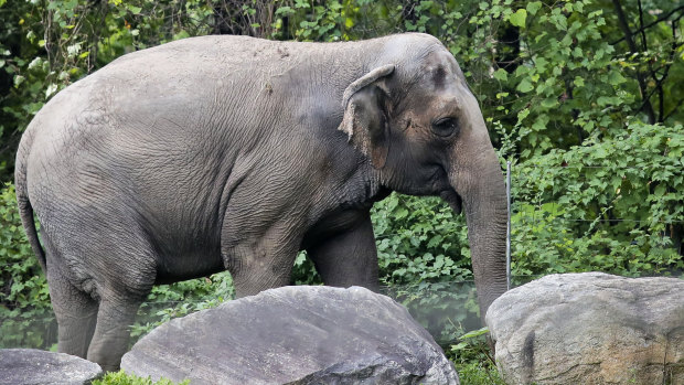 Is Happy the elephant legally a person? A court will decide
