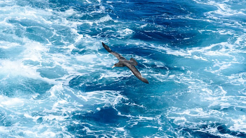 NSW investigates suspected H5 bird flu after dead seabird found on Mid North Coast
