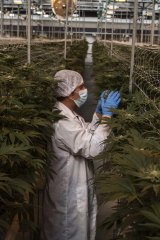 Gil Rabinovitch, who heads cultivation at the Intercure marijuana farm in Nir Oz, examines plants under LED lights. 
