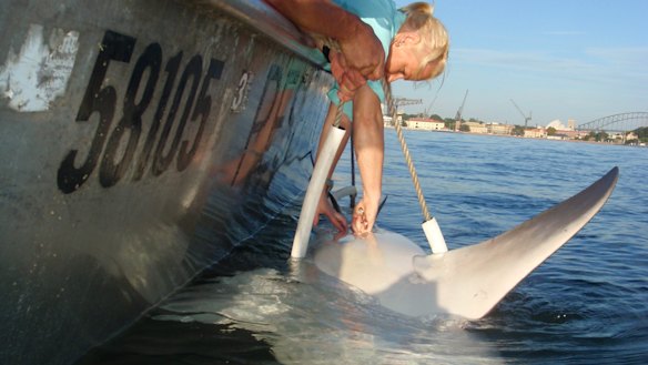 A bull shark being tagged in Sydney Harbour by the NSW Department of Primary Industries.