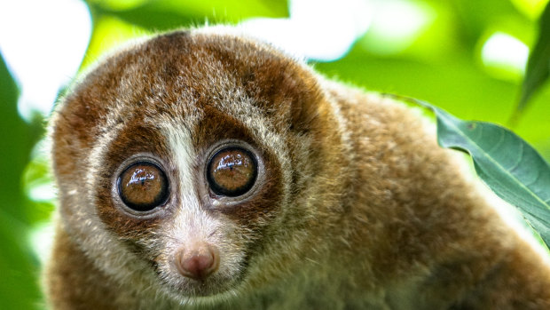 Research has found the venom released by the slow loris is very similar to proteins in cat saliva.